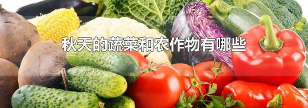 秋天的蔬菜和农作物有哪些