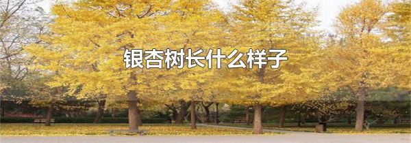 银杏树长什么样子