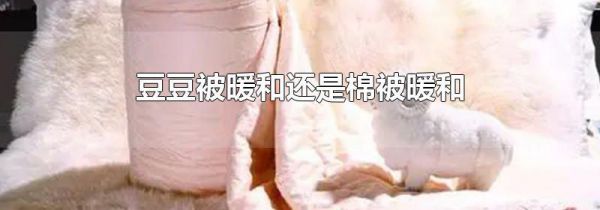豆豆被暖和还是棉被暖和