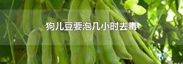 狗儿豆要泡几小时去毒