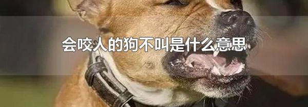 会咬人的狗不叫是什么意思