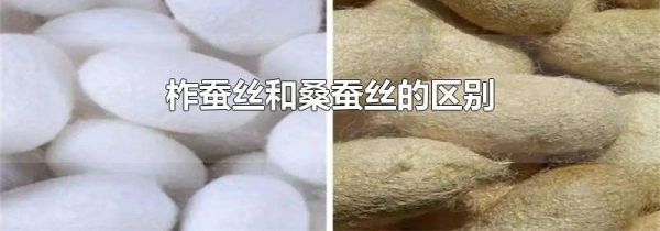 柞蚕丝和桑蚕丝的区别