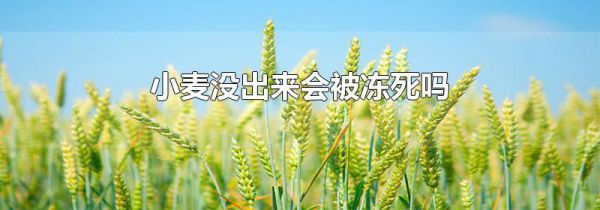 小麦没出来会被冻死吗