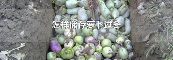 怎样储存萝卜过冬
