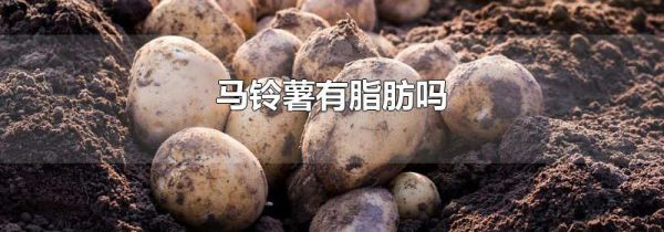 马铃薯有脂肪吗