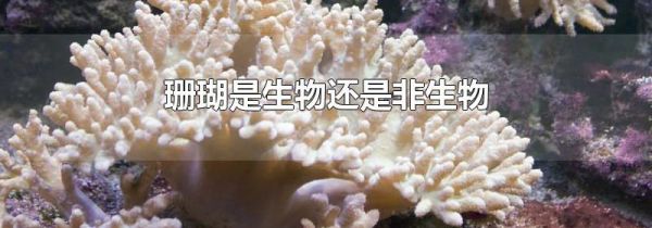 珊瑚是生物还是非生物