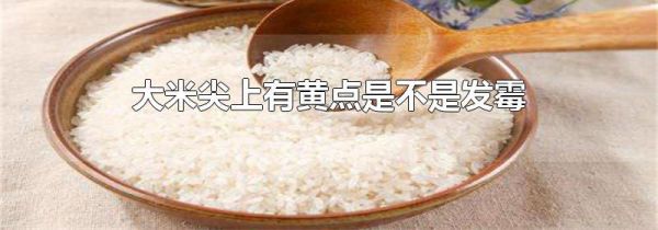 大米尖上有黄点是不是发霉