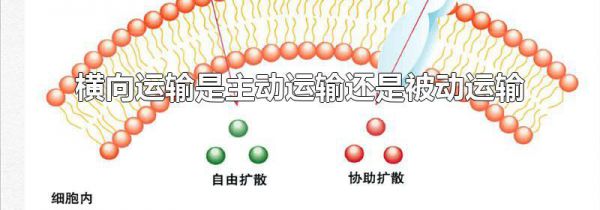 横向运输是主动运输还是被动运输