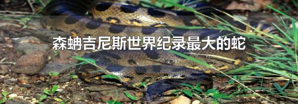 森蚺吉尼斯世界纪录最大的蛇