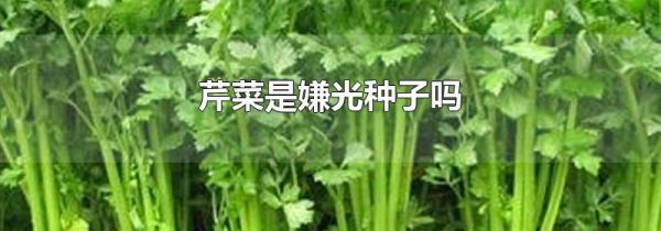 芹菜是嫌光种子吗