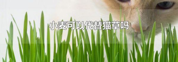 小麦可以代替猫草吗