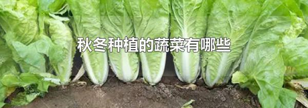 秋冬种植的蔬菜有哪些