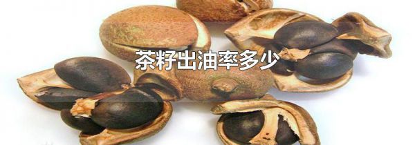 茶籽出油率多少