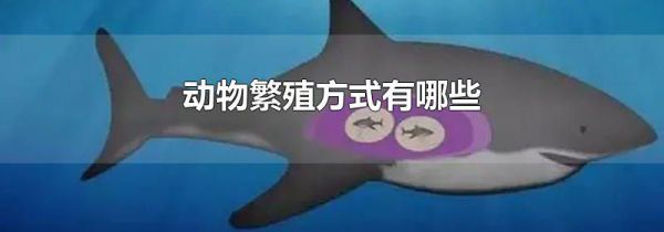 动物繁殖方式有哪些