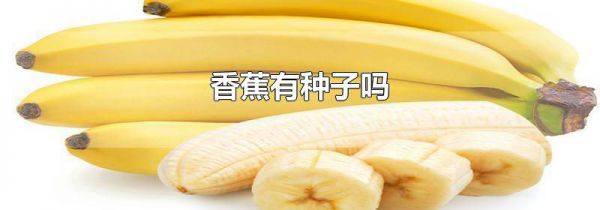香蕉有种子吗