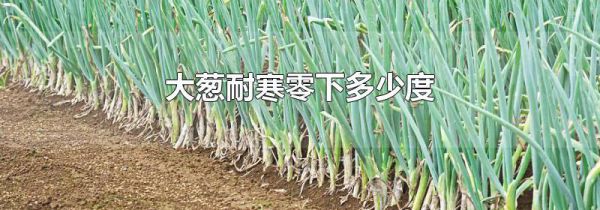 大葱耐寒零下多少度