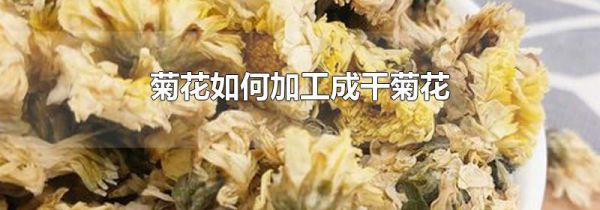 菊花如何加工成干菊花