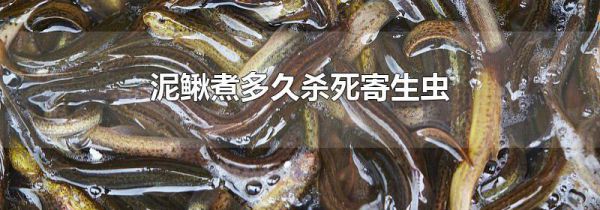 泥鳅煮多久杀死寄生虫