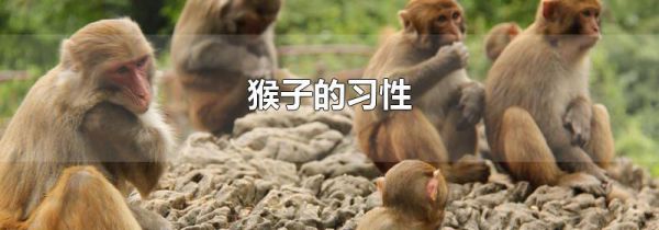 猴子的习性