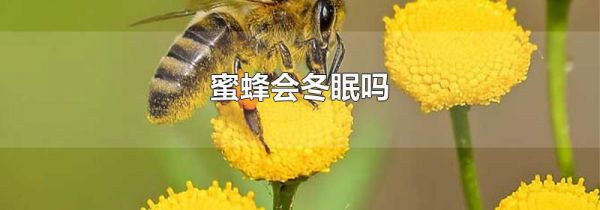 蜜蜂会冬眠吗