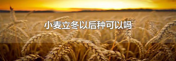 小麦立冬以后种可以吗