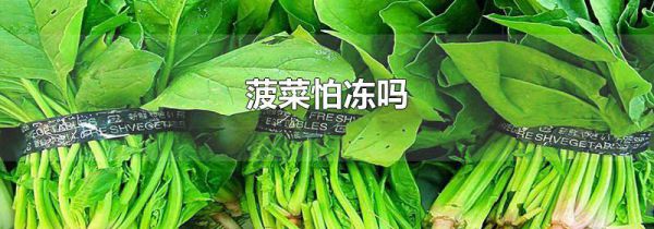 菠菜怕冻吗
