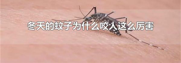 冬天的蚊子为什么咬人这么厉害