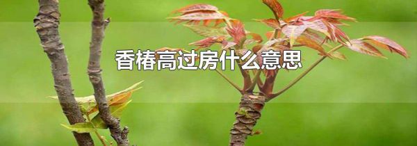 香椿高过房什么意思
