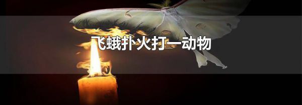 飞蛾扑火打一动物
