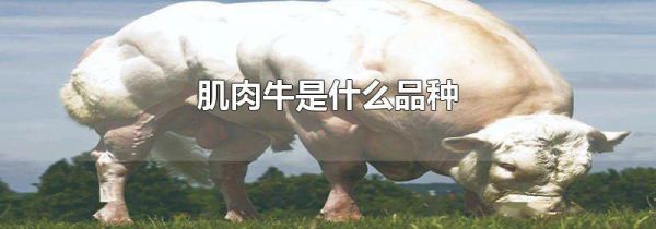 肌肉牛是什么品种