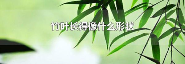 竹叶长得像什么形状