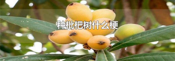 种枇杷树什么梗