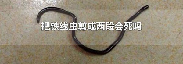 把铁线虫剪成两段会死吗