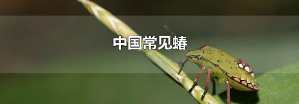 中国常见蝽