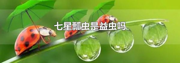 七星瓢虫是益虫吗