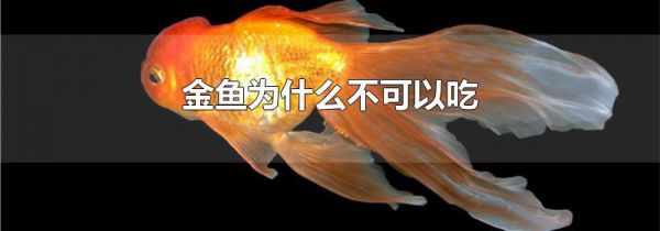金鱼为什么不可以吃