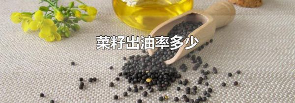 菜籽出油率多少