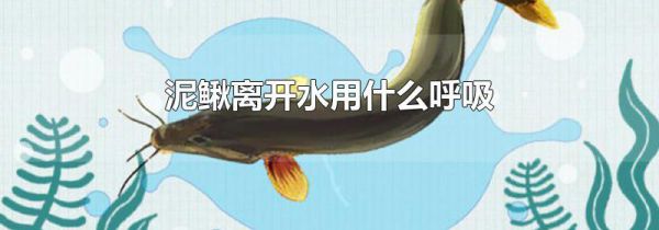 泥鳅离开水用什么呼吸