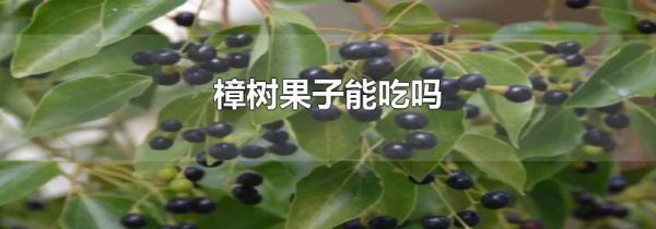 樟树果子能吃吗