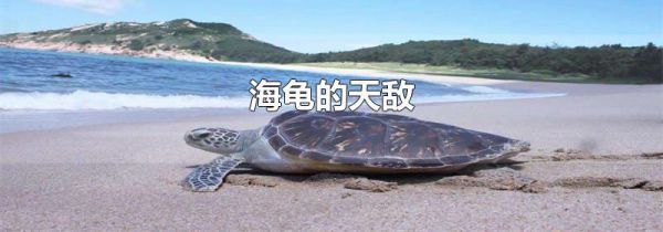 海龟的天敌