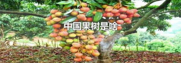 中国果树是啥