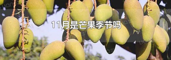 11月是芒果季节吗