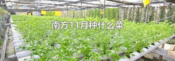南方11月种什么菜