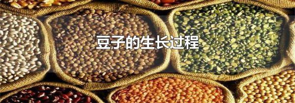 豆子的生长过程