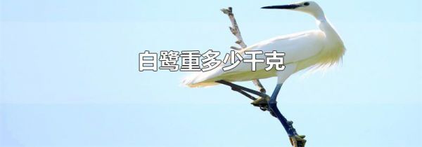 白鹭重多少千克