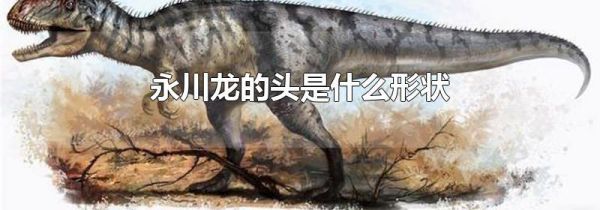 永川龙的头是什么形状