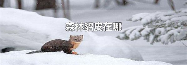 森林貂皮在哪