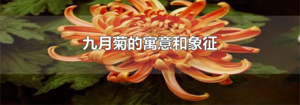 九月菊的寓意和象征