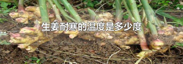 生姜耐寒的温度是多少度