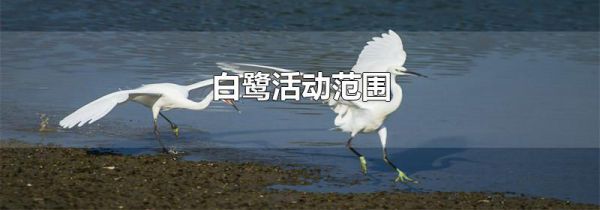白鹭活动范围